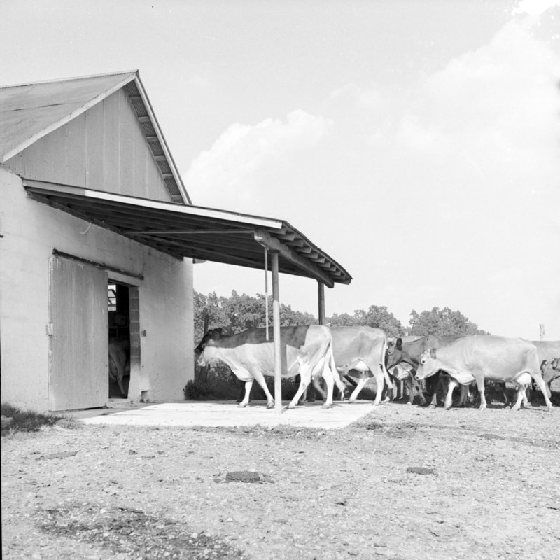 014_It's milking time. (1951).jpg